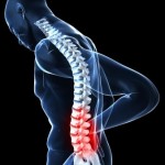 Spine