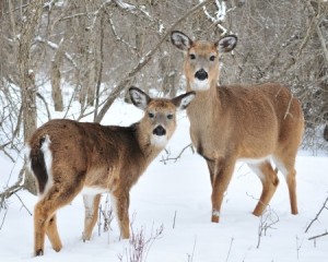 Whitetail deer yearling standing in the woods in winter snow with doe