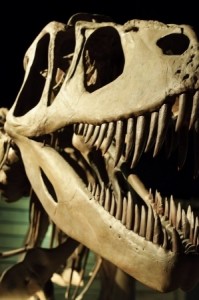 dino skull