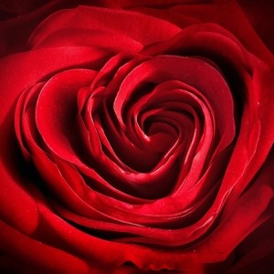 Heart shaped Rose