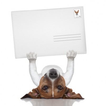 mail dog lifting a big and blank envelope