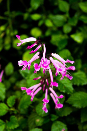 Hosta flowers