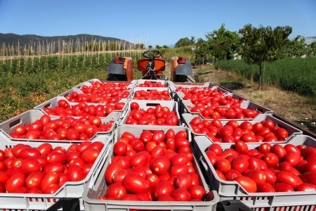 fresh red tomatoes loaded on tractor in green field