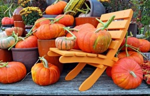 A collection of fall pumpkins