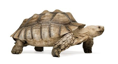 African Spurred Tortoise also know as African Spur Thigh Tortoise - Geochelone sulcata in front of a white background