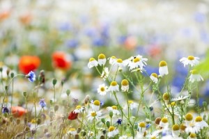 wild flowers blooming