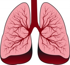 Bronchial system Human lungs