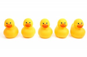 Yellow bath time ducks in a row