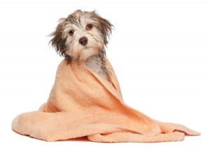 A wet chocolate havanese puppy dog after bath is dressed in a peach towel isolated on white background