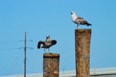 Two seagulls on posts in Atlantic Highlands along the Jersey shore