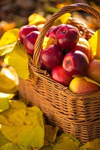 Apples in fall setting