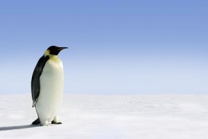 Penguin in Antarctica on a sunny day