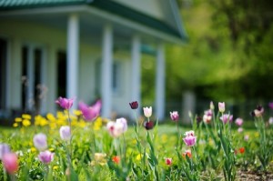 39672387 - beautiful colorful tulips in front of a big house