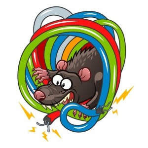 40825441 - rat gnawing wires