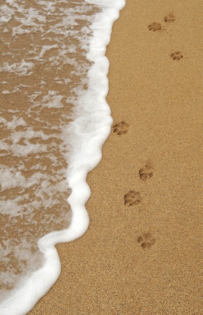 9014866 - four isolated dog paw footprints in the sand on a beach