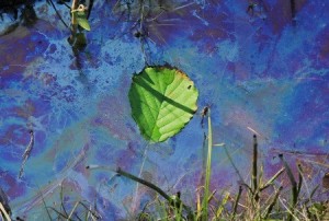 33548124 - contaminated water with swimming leaf, environmental pollution