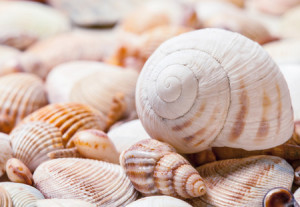 49263522 - seashells background - macro shot of beautiful seashells