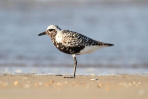 21995182 - black-bellied plover  pluvialis squatarola  by the atlantic ocean