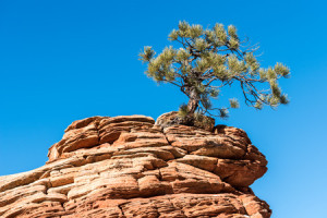 51187299 - a twisted pine tree grows from a rock in zion national park.