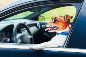 30507593 - dog leaning out the car window with funny sunglasses