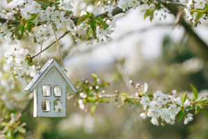 47945268 - little wooden house in spring with blossom cherry flower sakura