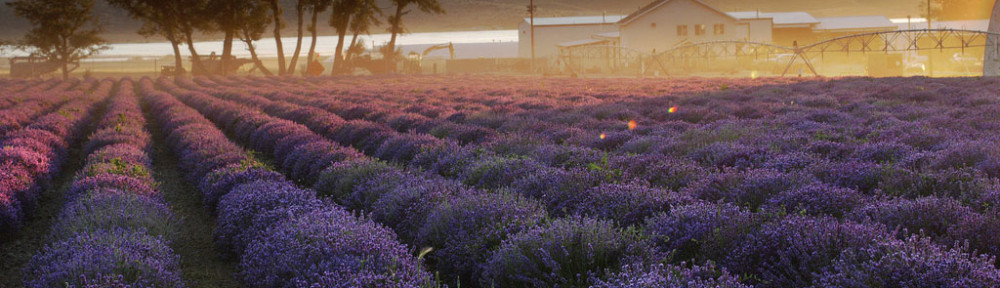 Young Living Mona lavender field