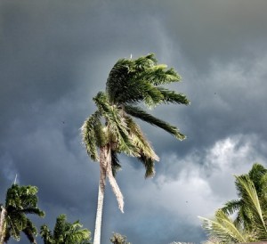 11060081 - palm whipped by the wind