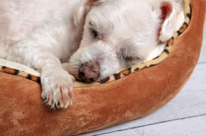 23194231 - closeup of a puppy dog sleeping comfortably in its bed