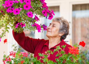 22484450 - happy old lady smell her colorful flowers
