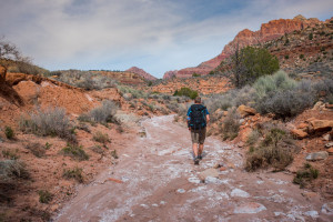 76936561 - male hiker exploring wash trail through zion