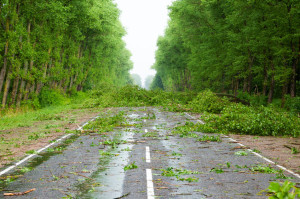 26959623 - after hurricane. fallen trees willow on road