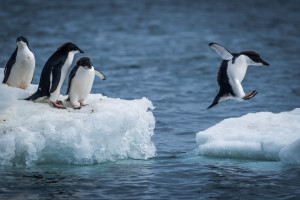 55151122 - adelie penguin jumping between two ice floes