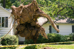 30323904 - uprooted tree fell on a house after a serious storm came through