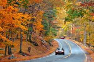 39723839 - autumn foliage in forest with road.