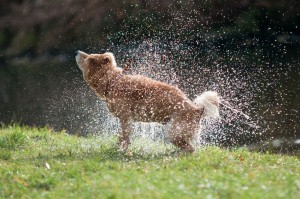 16458171 - shiba inu dog shaking off water after bath in the river