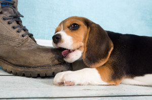 25798845 - seven weeks old cute little beagle puppy chewing on some one's foot
