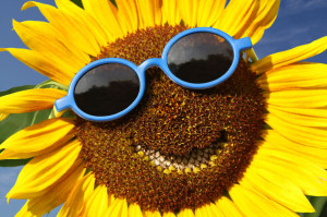 32926382 - smiling sunflower
