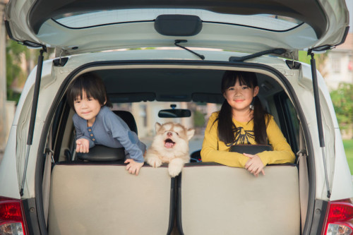 53611299 - happy asian children and siberian husky puppy sitting in the car