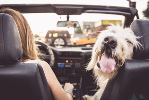 65089403 - funny dog driving with his owner on a convertible car