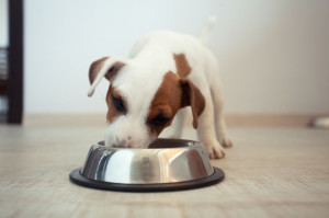 44430197 - puppy eating food. dog