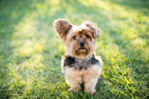 50234726 - cute little yorkshire terrier dog outside in the grass