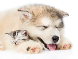 54836153 - puppy sleeping with kitten. isolated on white background.