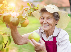 46077458 - senior woman in her garden harvesting pears