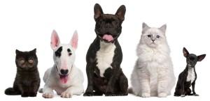 11615348 - group of cats and dogs sitting in front of white background