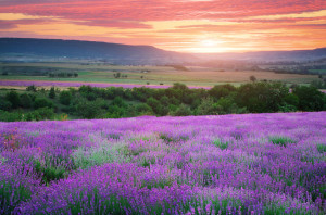 Meadow of lavender