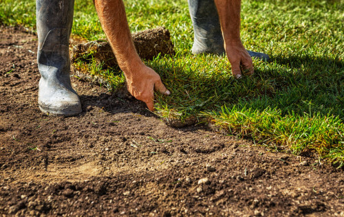 Rolled sod for new lawn