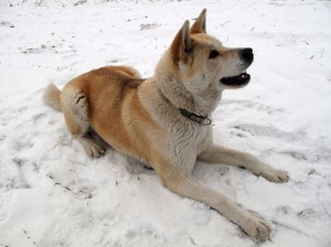10971835 - akita lying on the snow