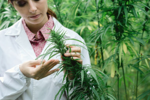 Scientist checking hemp flowers