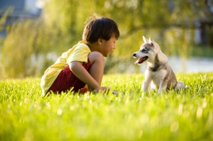 6865021 - young asian boy playing with alaskan klee kai puppy sitting on grass