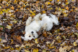 Small dog rolling in leaves